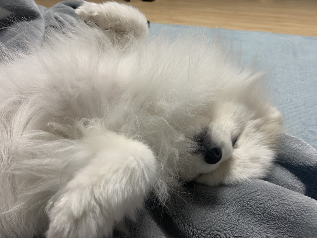 _onnuri's tweet photo. 오늘의 멍청샷 https://t.co/kazR0KOCEU