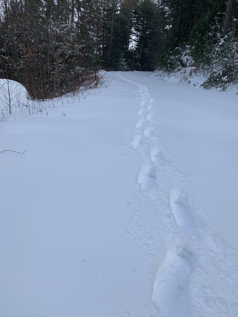 Good social distancing — my snowshoe tracks are the only ones