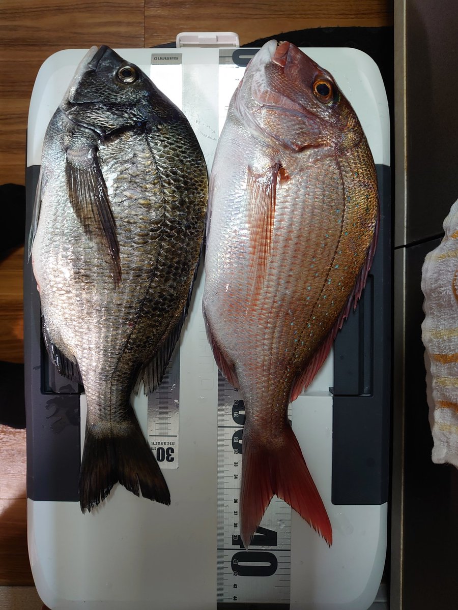 しずらぎ 今日は一之瀬丸から年内最後のコマセマダイ 感謝デー釣り大会でした マダイ 28 40cm クロダイ 37cm オニオコゼ 25cm 当たりは多くなかったし寒かったけどけど 結果は6位で八景の海苔と参加賞のアサリもいただき楽しめました オニオコゼ 指示棚