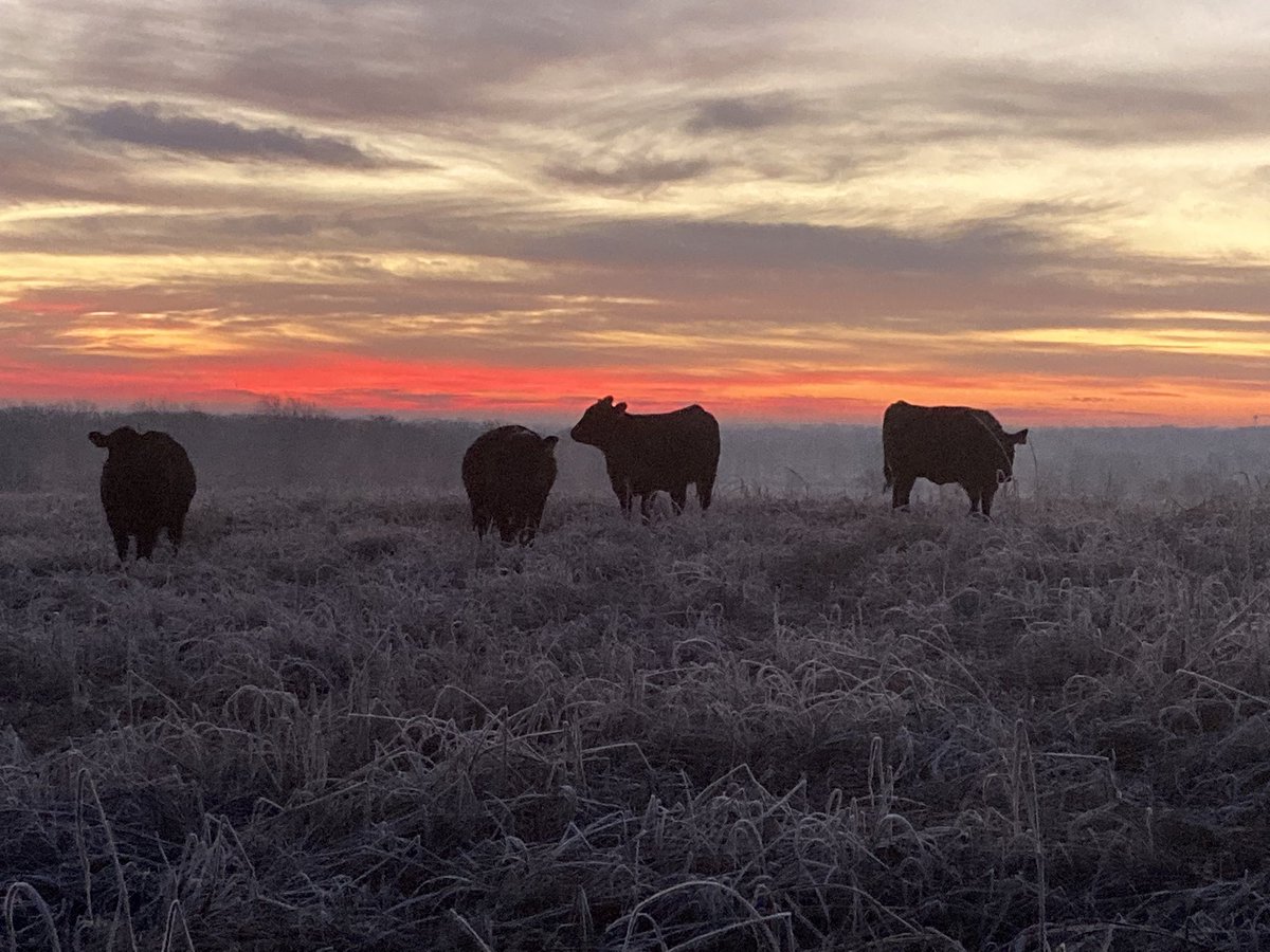 Cooper county sunrise this morning.  The sky was on fire.   #cows #simangus #theGoodLordshandywork @LassMike #Sundaymorningcomingdown