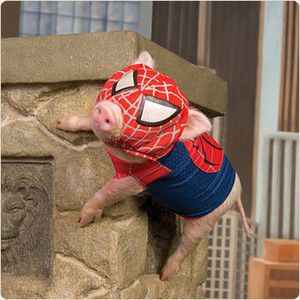 Pig tweet media