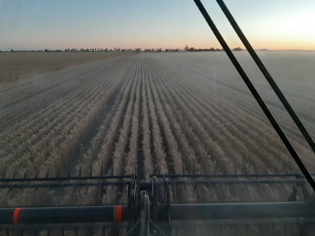 teasy64's tweet image. The #SeedTerminator fog has rolled in!