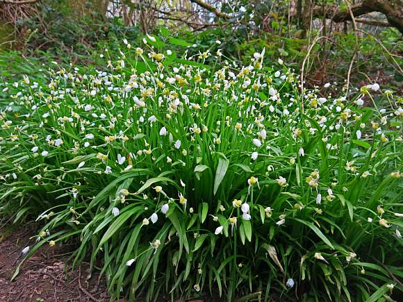 Spotted any of this on a walk? Learn more about the invasive (and delicious) Few or Lesser Flowered Garlic. Find out more: ow.ly/PvMO50yZp8A