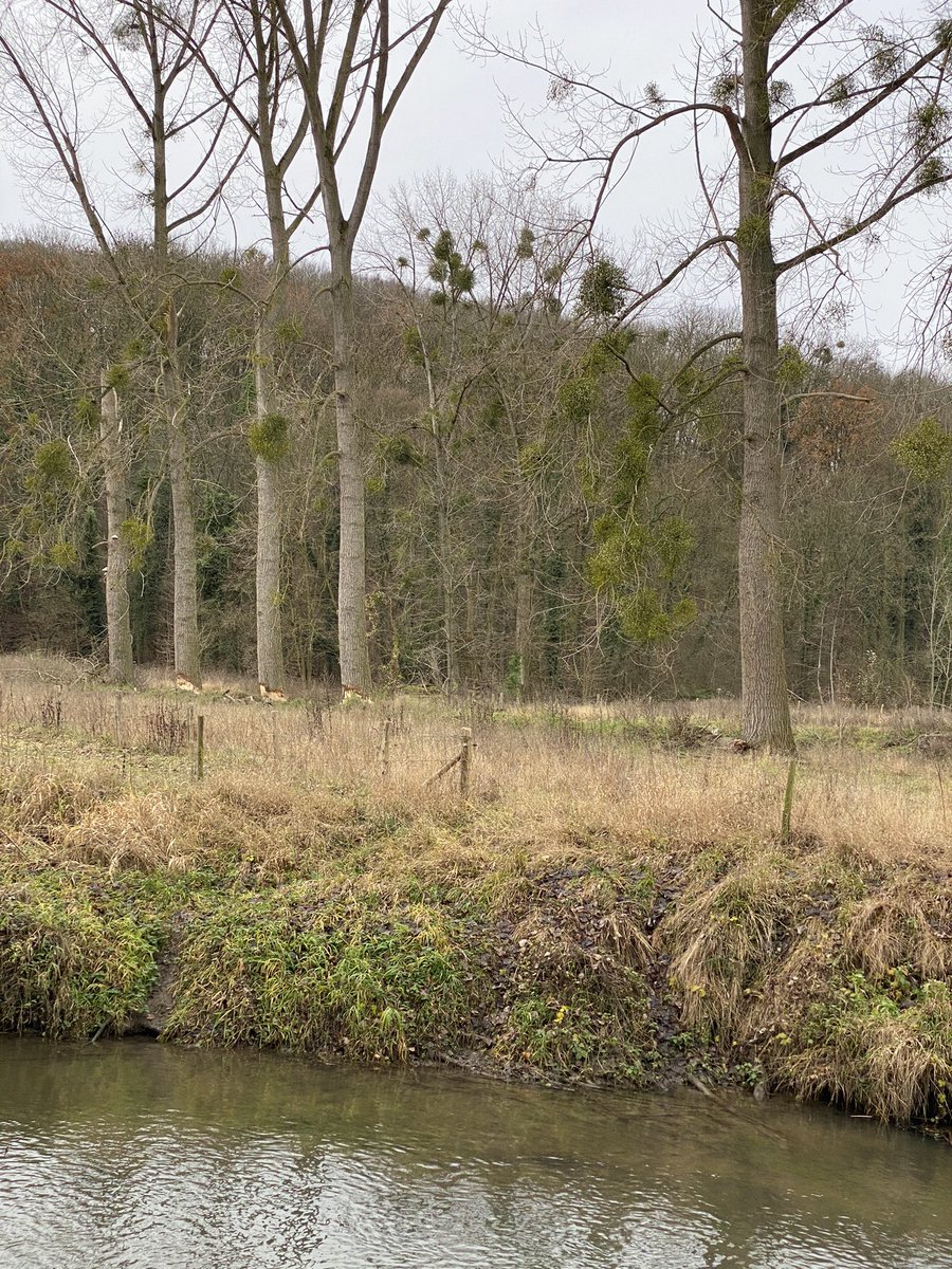 frankoffermans's tweet photo. @gemvalkenburg kunnen jullie geen raster maken om beeld bepalende bomen, jammer als die verdwijnen #valkenburg @staatsbosbeheer @limburg https://t.co/rGOpidNiWy