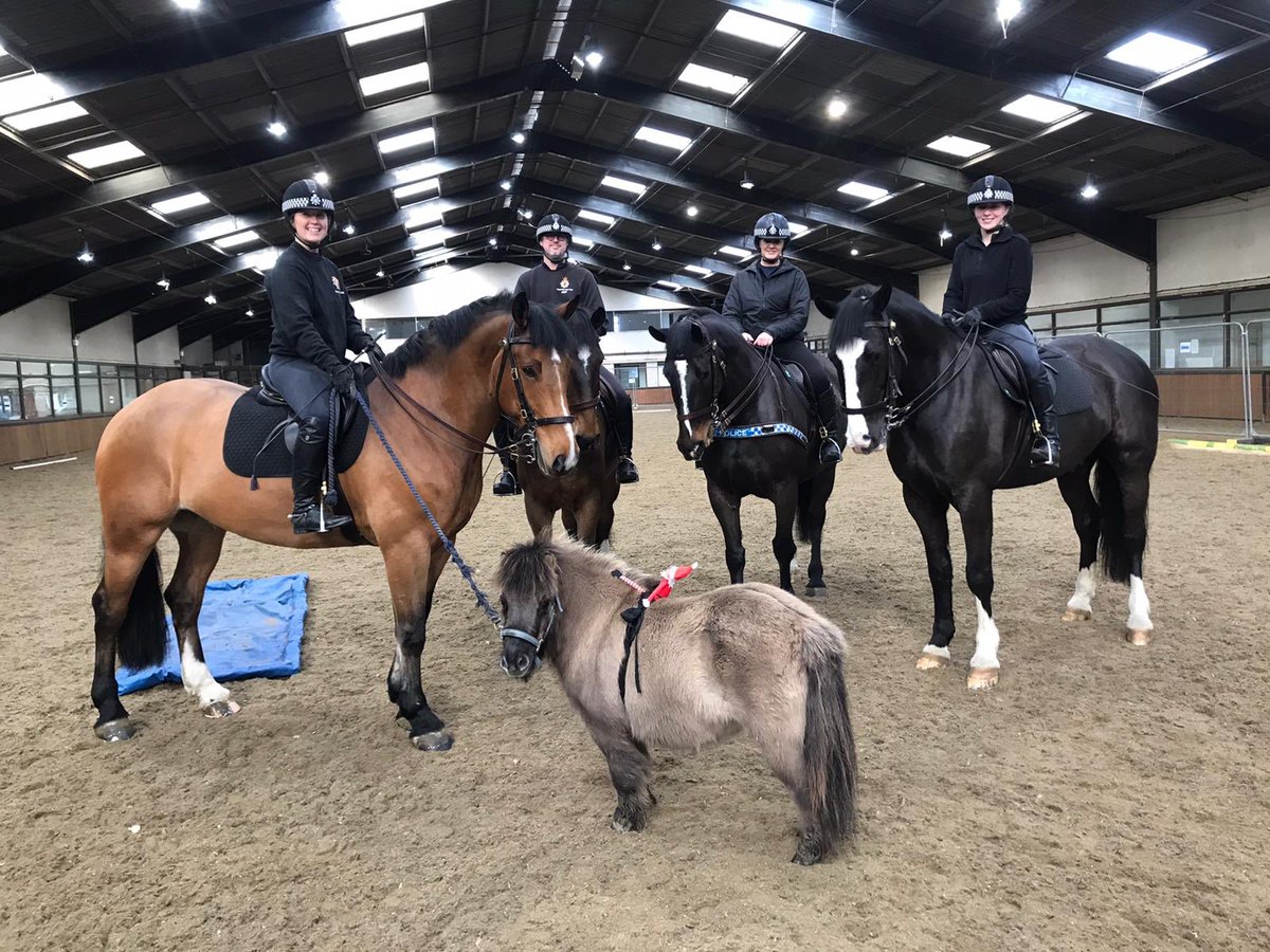 ASPoliceHorses's tweet photo. Back in the saddle! Today Wilf is taking part in some training. He and Mickey make quite a formidable pair #elfontheshelf2020 #elfontheshelf https://t.co/MCaBJc1O4Y