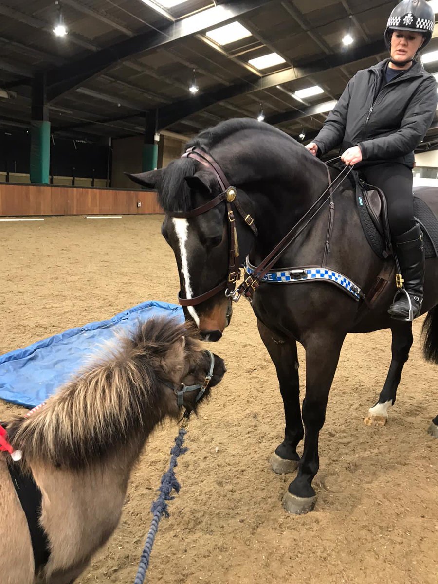 Back in the saddle! Today Wilf is taking part in some training. He and Mickey make quite a formidable pair #elfontheshelf2020 #elfontheshelf