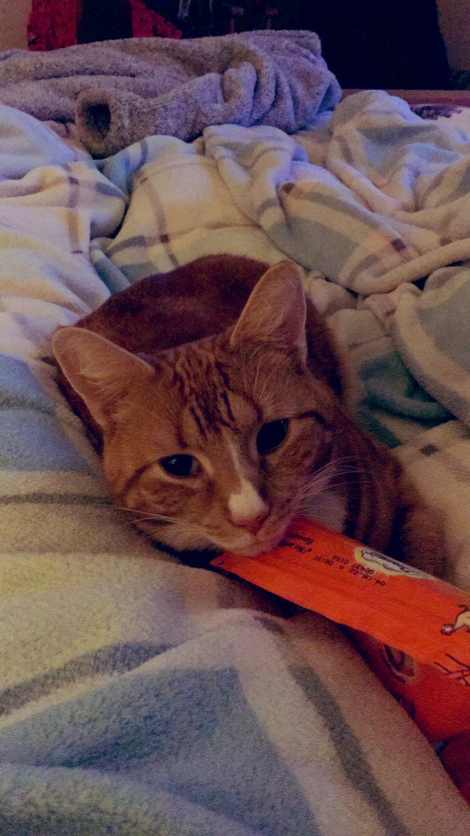 louhaley's tweet photo. @dysondoc So hereβs his little brother #Colin2 https://t.co/BOkQ62CjsP