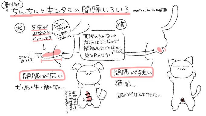 【R18/資料】動物のちんちんとキンタマの間隔 