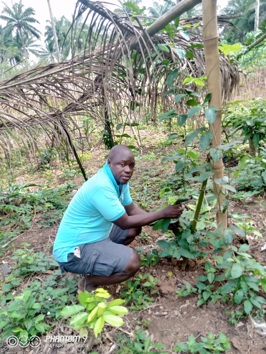 is_agbe's tweet photo. Akins at ugu farm.
Agbeloba https://t.co/8FXypAKMlG