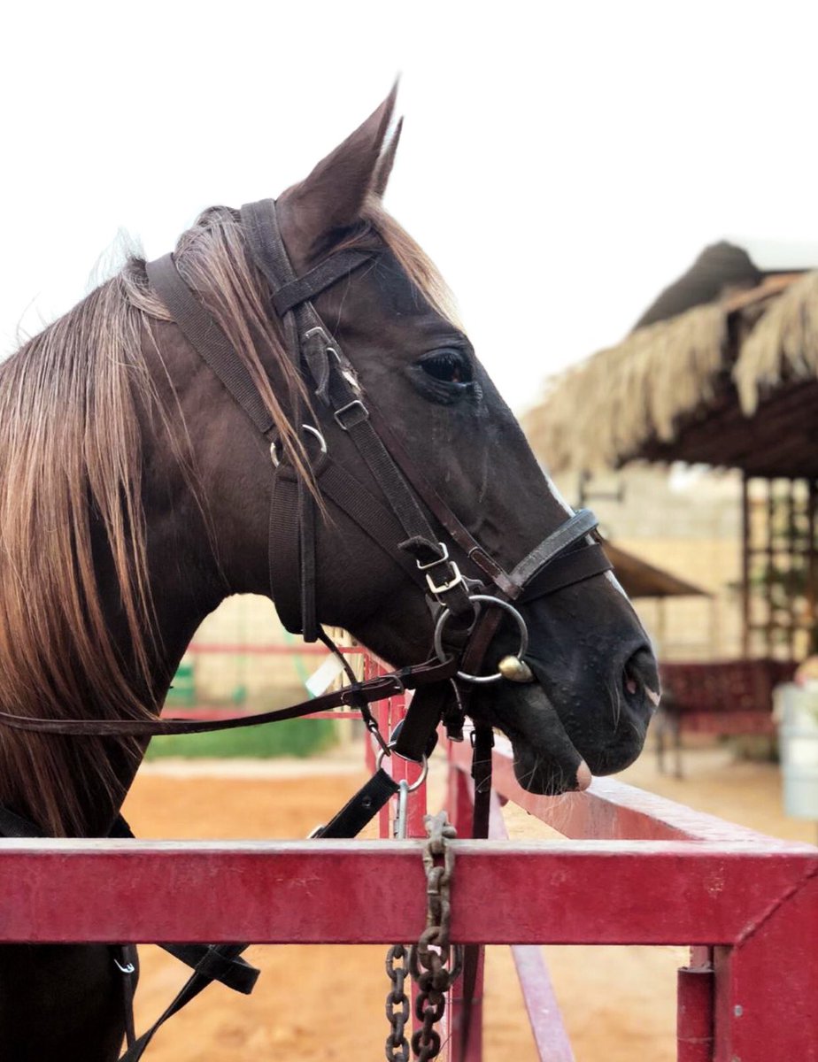 reem_77__'s tweet photo. @_Horselife كان يوم جميل 🐎 https://t.co/Li0XjlRg3s