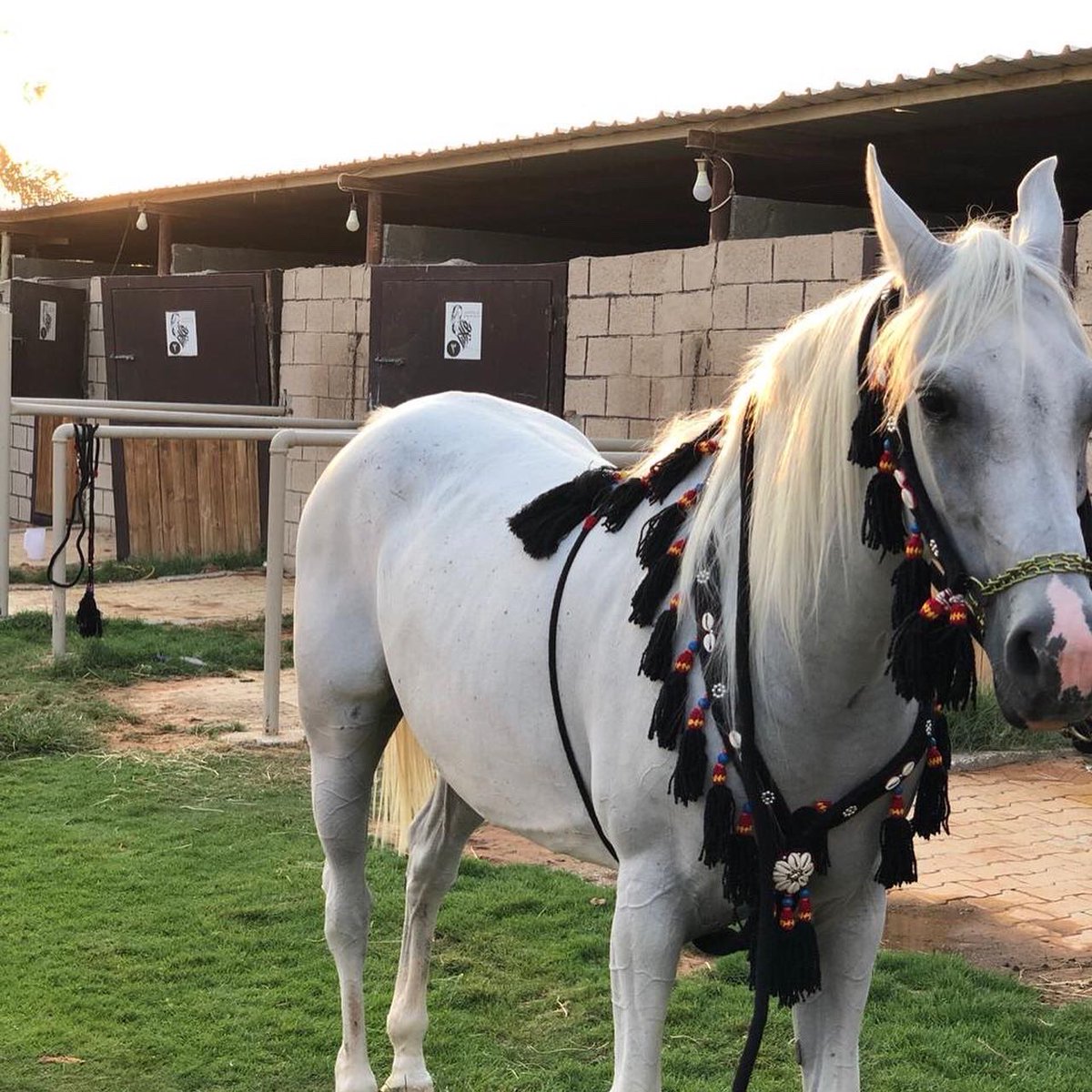 reem_77__'s tweet photo. @_Horselife كان يوم جميل 🐎 https://t.co/Li0XjlRg3s