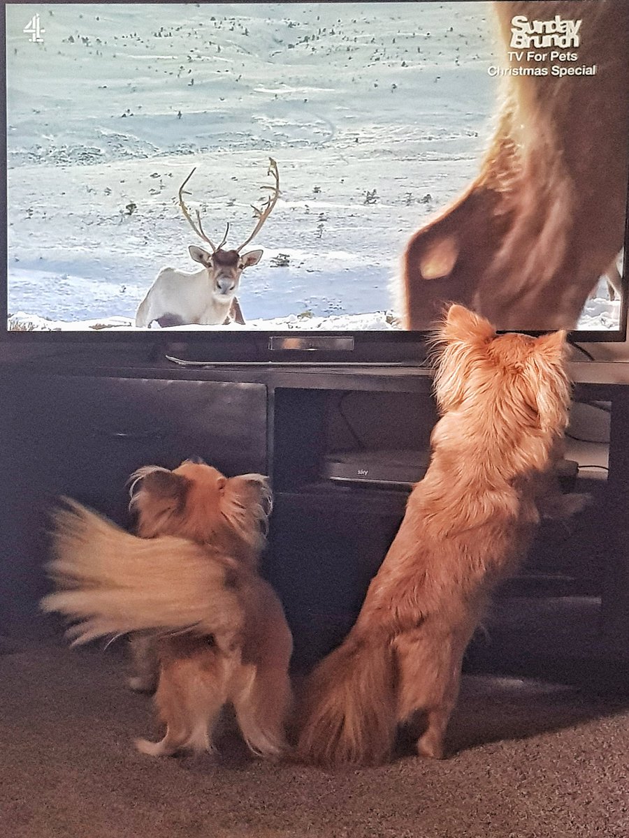 InteractiveMags's tweet photo. Crazy Christmas Chihuahua's
@SundayBrunchC4 https://t.co/c9LnK8voV9