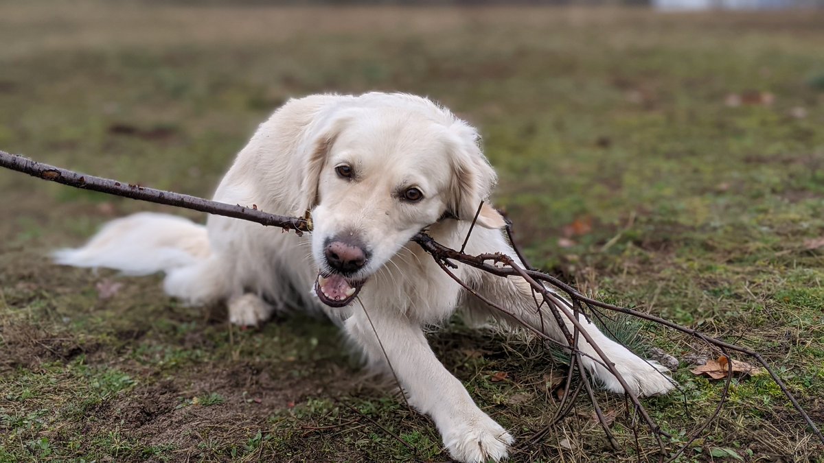 Kautendog's tweet photo. Schönen vierten Advent🕯🕯🕯🕯

#Advent #IncredibleAmy #GoldenRetriever https://t.co/UYJkTTf8nk