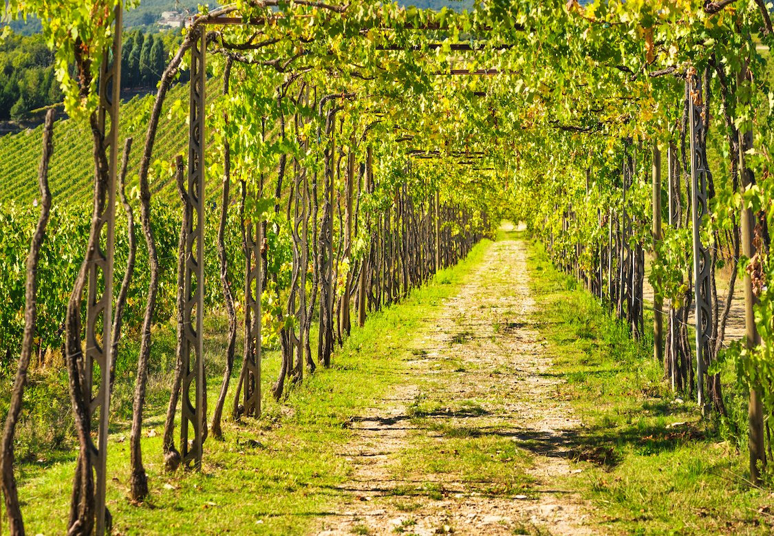 victorvinum.nl/verhalen/gewau…