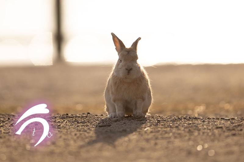 公式の店舗 うさぎ様 パック フェイスマスク Madmex Co Nz