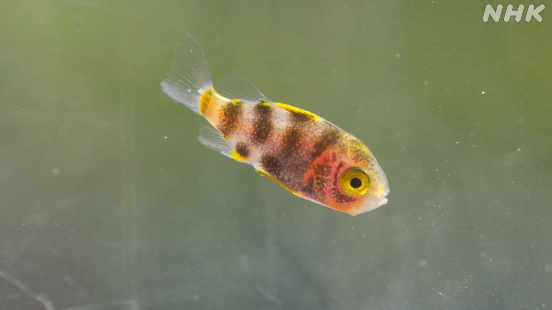 ダーウィンが来た 港の幼魚図鑑sp ハチビキ ハチビキ科 1 5cm 今回 幼魚の生きた姿を観察できたのは世界初の可能性が 本来沖合のやや深い場所で暮らす魚ですが 黒潮の蛇行と風の影響が重なり港に来たと考えられます シマシマかわいい