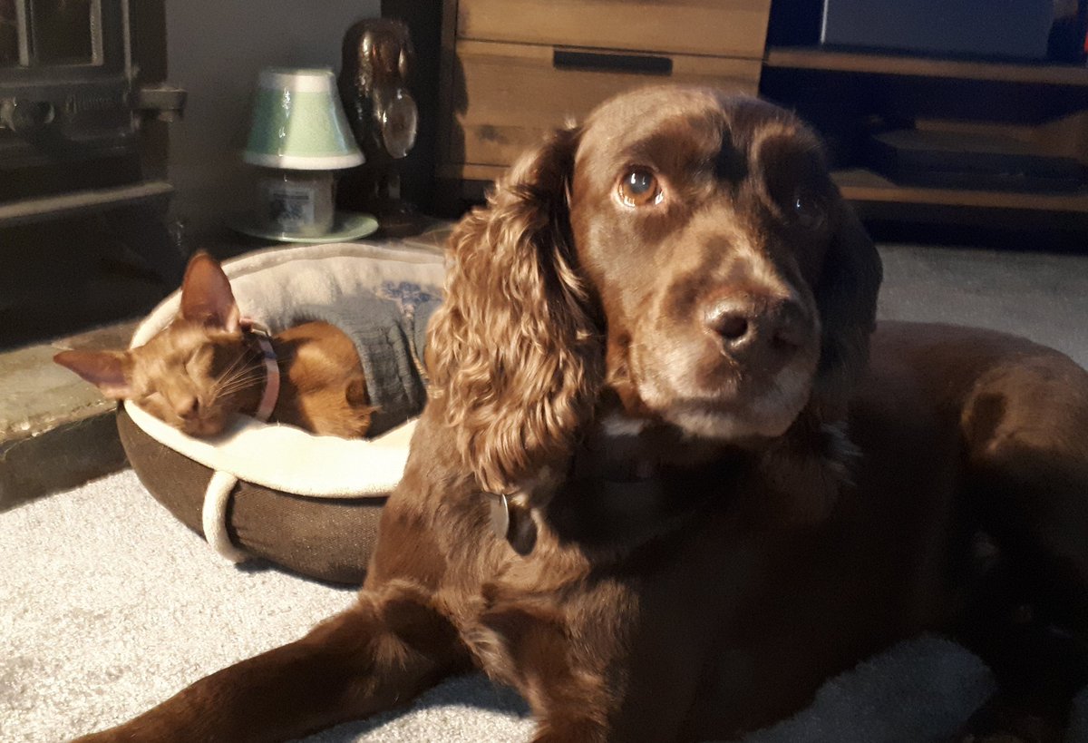 jolenehunter's tweet photo. Just chilling with D.O.G now Christmas is ruined 🤷♀️🎄🎁 #Lockdown3 #WheresWalter🐒#SharkyCockerSpaniel #FireBathing #CatsOfChristmas #CatsOfTwitter @Diablo_Siamese https://t.co/gHJL6pjlCX