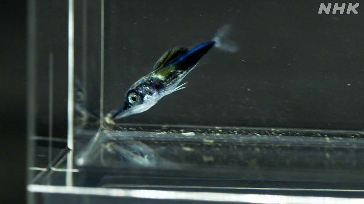ダーウィンが来た در توییتر 港の幼魚図鑑sp2 カジキの仲間 体長1 5cm 岸壁採集家 鈴木香里武 さんが9月に見つけた カジキの仲間の幼魚 体のサイズが小さく種の断定はできませんが 長くのびた口先と立派な背びれはバショウカジキを思い起こさせます ダーウィンが来た در توییتر 港の幼魚図鑑sp2 カジキの仲間 体長1 5cm 岸壁採集家 鈴木香里武 さんが9月に見つけた カジキの仲間の幼魚 体のサイズが小さく種の断定はできませんが 長くのびた口先と立派な背びれはバショウカジキを思い起こさせます