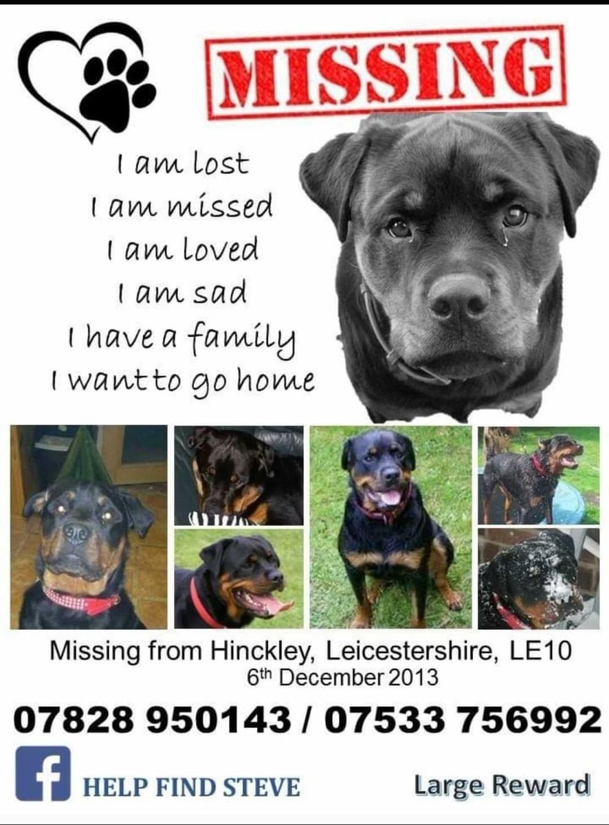 LisaLisaw1's tweet photo. Please RT #HelpFindSteve #Rottweiler #MissingDog #Hinckley #Leicestershire 06.12.13 #MissingSevenYears #scanme #checkthatchip #nevergiveup #FindSteve #StopPetTheft #TheftByFinding #longtimemissing https://t.co/bO0YXdqjg4