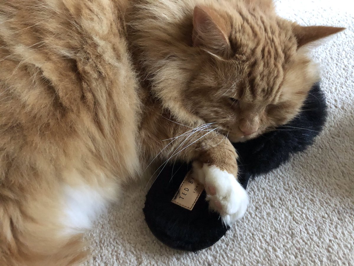 EricTheCat_Bham's tweet photo. Nope, not moving hoomum. You're just going to have to hop everywhere! 😺💤💤😼
#EricTheCat #AdoptDontShop #CatsOfTwitter #SundaySnooze #Cats #SleepyCat #CatsRule #SundayMood #MySlipper https://t.co/bRLwKrDmI3
