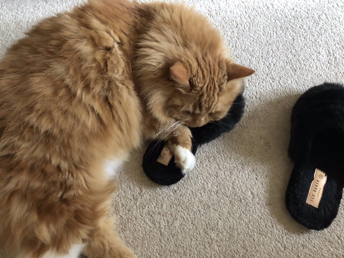 EricTheCat_Bham's tweet photo. Nope, not moving hoomum. You're just going to have to hop everywhere! 😺💤💤😼
#EricTheCat #AdoptDontShop #CatsOfTwitter #SundaySnooze #Cats #SleepyCat #CatsRule #SundayMood #MySlipper https://t.co/bRLwKrDmI3