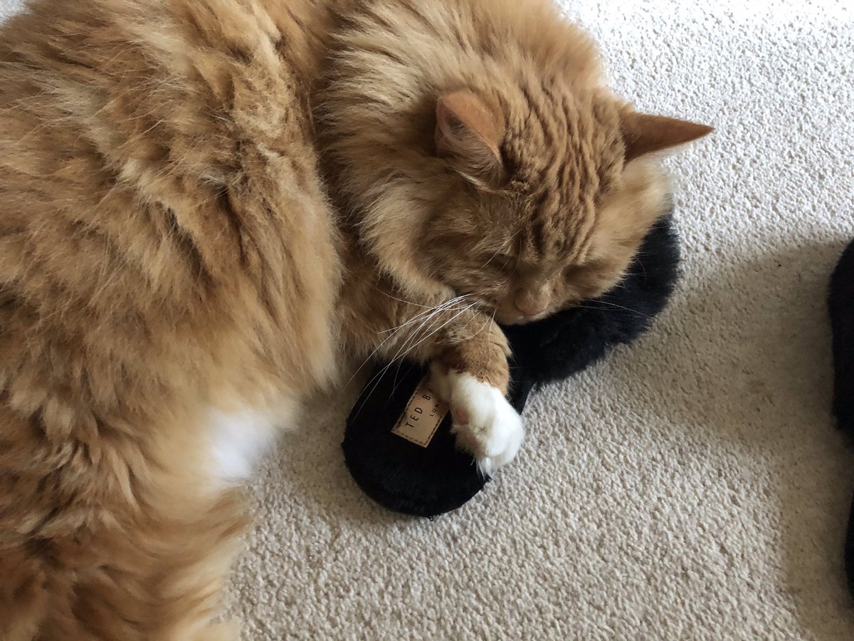 EricTheCat_Bham's tweet photo. Nope, not moving hoomum. You're just going to have to hop everywhere! 😺💤💤😼
#EricTheCat #AdoptDontShop #CatsOfTwitter #SundaySnooze #Cats #SleepyCat #CatsRule #SundayMood #MySlipper https://t.co/bRLwKrDmI3