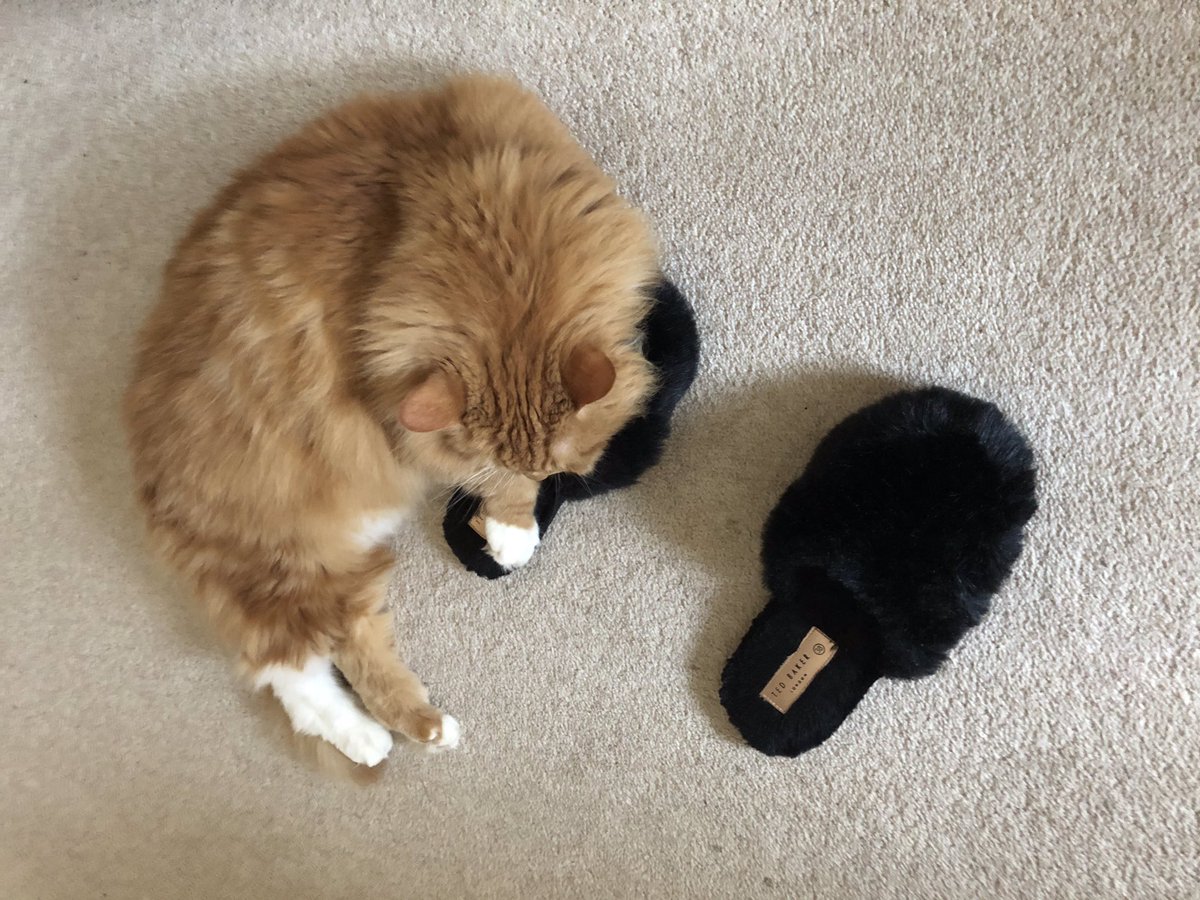 EricTheCat_Bham's tweet photo. Nope, not moving hoomum. You're just going to have to hop everywhere! 😺💤💤😼
#EricTheCat #AdoptDontShop #CatsOfTwitter #SundaySnooze #Cats #SleepyCat #CatsRule #SundayMood #MySlipper https://t.co/bRLwKrDmI3
