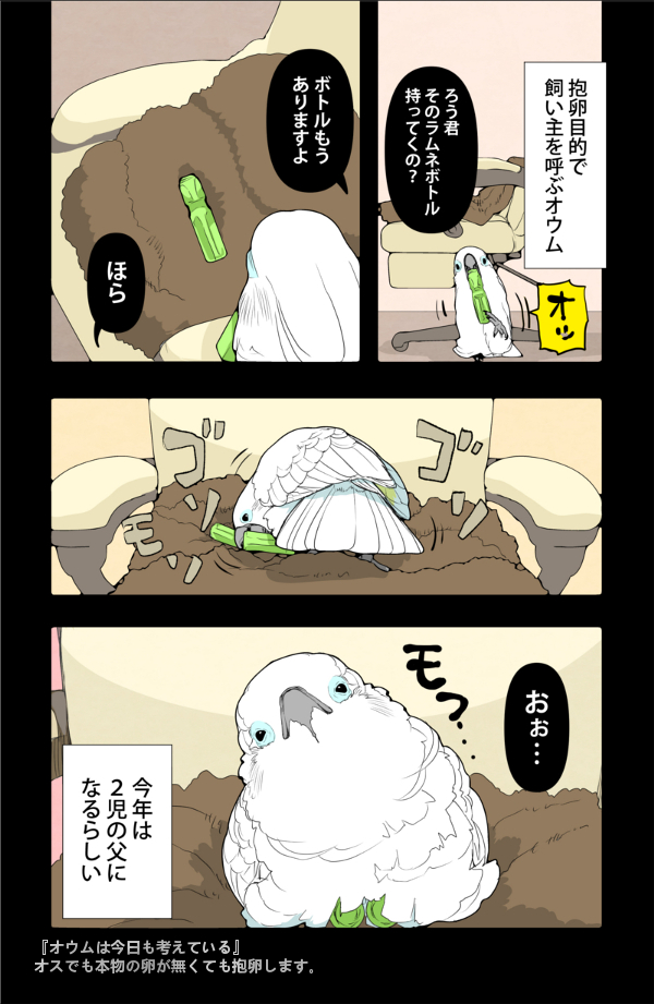 オウム(オス)のラムネボトル抱卵記録 

#漫画 #オウムは今日も考えている 