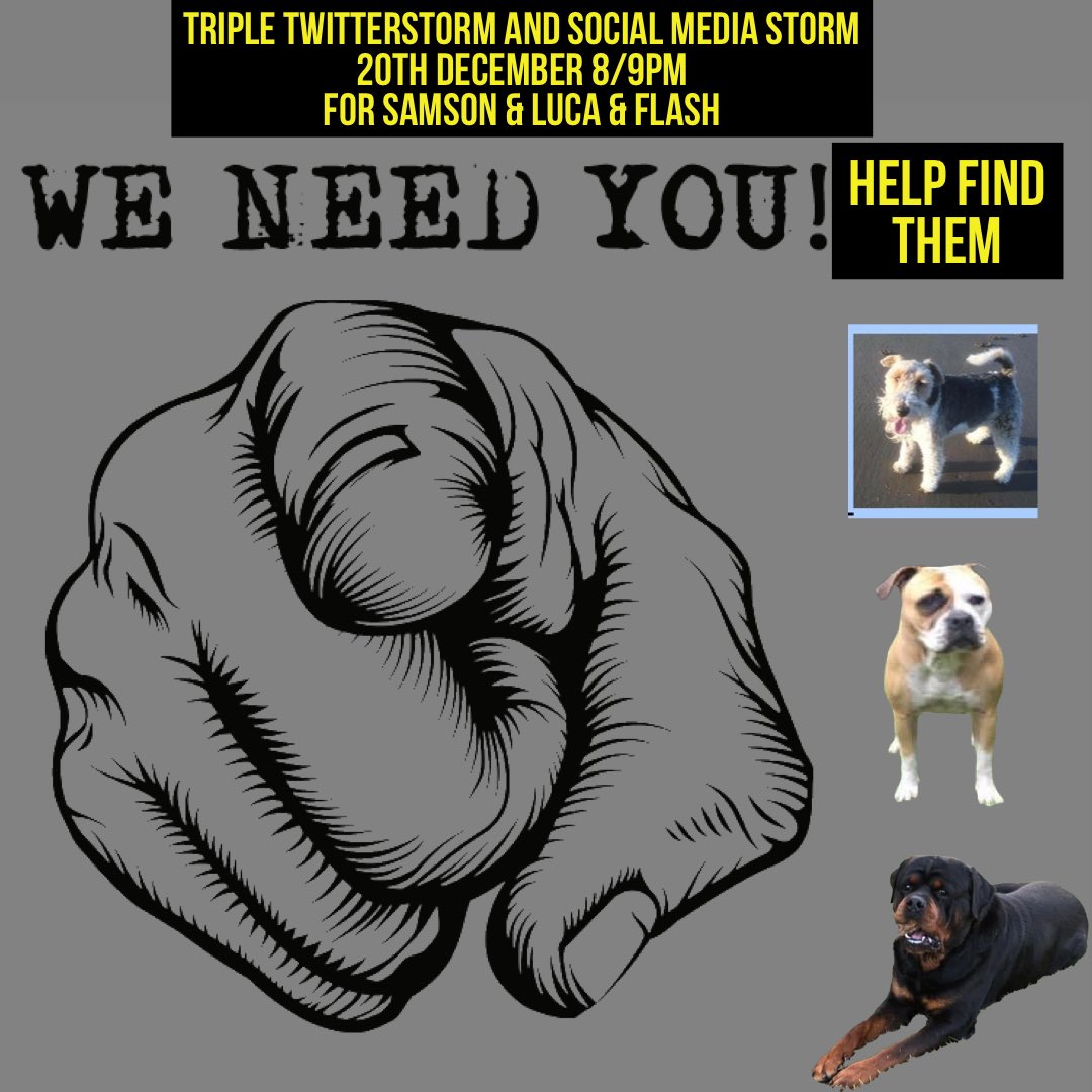 KarenFi51820768's tweet photo. There is a Triple #Twitterstorm tonight 8/9pm for #Samson #Luca #Flash busy night for all but we will be there to #HelpThemHome #RT @MissingPetsGB @BethRees2 @rosiedoc666 @StolenOn @DogsofTooting @HunnyJax @linda_kinnon @tagthedogteam @lorraineholt @rejannealb @gelert01 https://t.co/aienVcjKyf