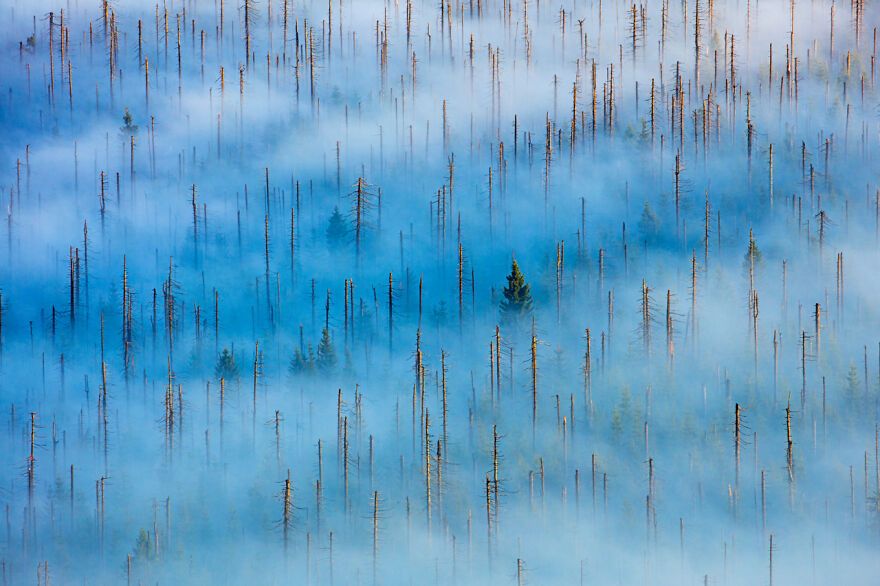 maximaxoo's tweet photo. #Science #Art: in the #NationalPark of Bavarian Forest, around 25 years ago the inect bark beetle killed big areas of the #forest. It is now coming #BackToLife. #OutOfTheFog #DeadForest
https://t.co/7KSkE3qlx8 via @boredpanda https://t.co/r8dLWeTbJF