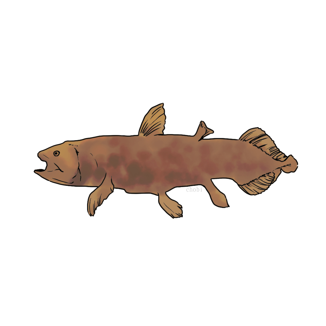 イラストレザーちょび 何の日イラスト 今日は シーラカンスの日 です 1952年 昭和27年 の今日 アフリカ マダガスカル島沖でシーラカンスが捕獲され学術調査が行われました 調査の結果 化石の状態で発見された昔の シーラカンスとほとんど形が変わらない イラストレザーちょび 何の日イラスト 今日は シーラカンスの日 です 1952年 昭和27年 の今日 アフリカ マダガスカル島沖でシーラカンスが捕獲され学術調査が行われました 調査の結果 化石の状態で発見された昔の シーラカンスとほとんど形が変わらない