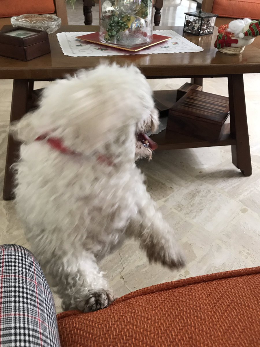 1. Sasha escuchando que abrimos.
2. Sasha cuando vio que agarramos las llaves para irnos al <a href="/trasnochocult/">Trasnocho Cultural</a>.

Los domingos #TiendaKaKao te espera de 10:00 am a 4:00 pm.
(No olviden sus tapabocas)