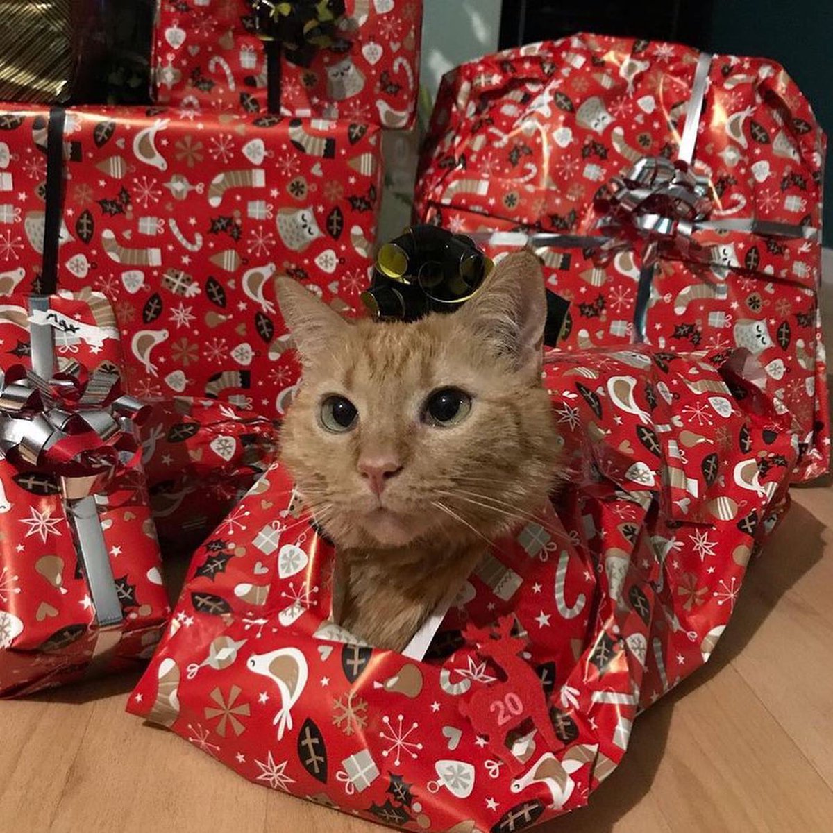 SwaggyZippy's tweet photo. Les cadeaux de noël sont presque prêts !! Plus que 5 jours !!! #cat #chat #simba #cadeaunoel #catsofinstagram #cadeau #cadeaux #christmas #christmasgifts #christmasgiftsideas #noel #noel2020 #animals #animaux #family #calendrierdelavent #calendrier #20 https://t.co/nzXhmW5kZD