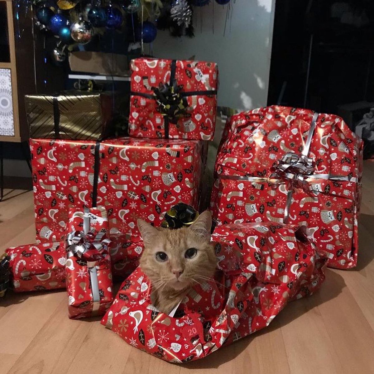 SwaggyZippy's tweet photo. Les cadeaux de noël sont presque prêts !! Plus que 5 jours !!! #cat #chat #simba #cadeaunoel #catsofinstagram #cadeau #cadeaux #christmas #christmasgifts #christmasgiftsideas #noel #noel2020 #animals #animaux #family #calendrierdelavent #calendrier #20 https://t.co/nzXhmW5kZD