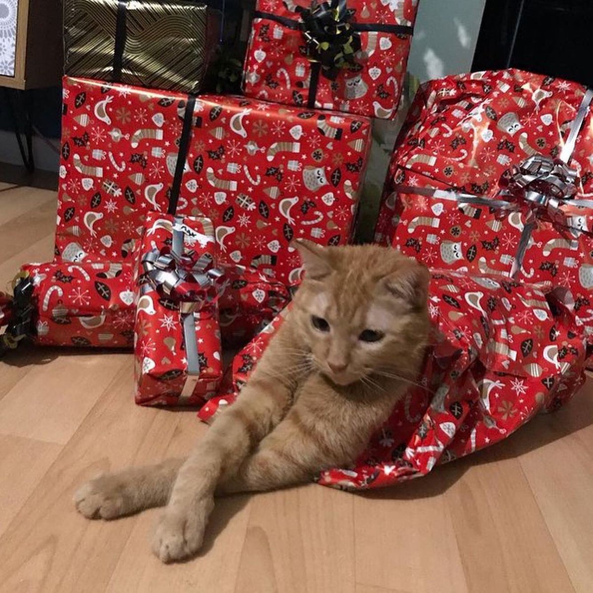 SwaggyZippy's tweet photo. Les cadeaux de noël sont presque prêts !! Plus que 5 jours !!! #cat #chat #simba #cadeaunoel #catsofinstagram #cadeau #cadeaux #christmas #christmasgifts #christmasgiftsideas #noel #noel2020 #animals #animaux #family #calendrierdelavent #calendrier #20 https://t.co/nzXhmW5kZD