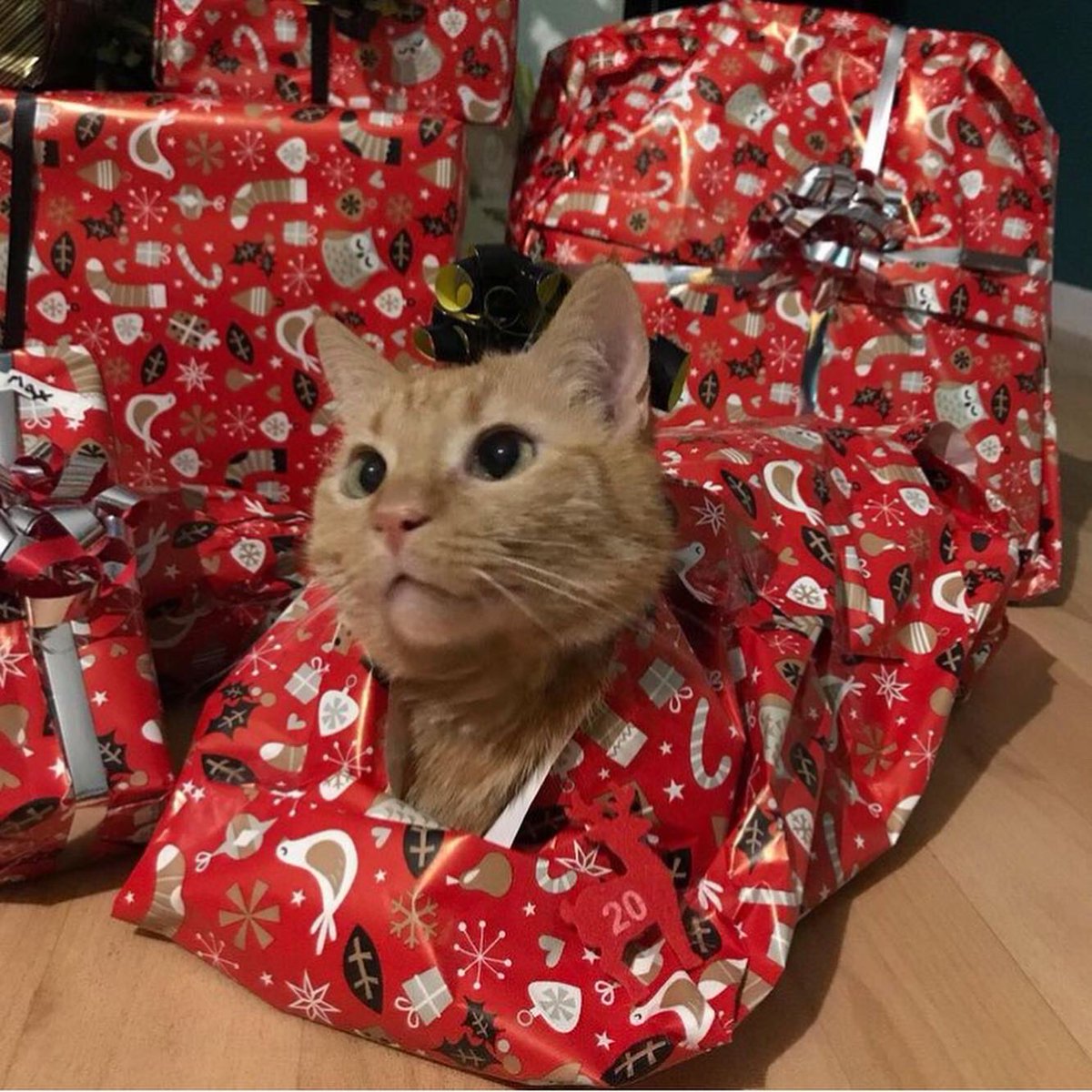 SwaggyZippy's tweet photo. Les cadeaux de noël sont presque prêts !! Plus que 5 jours !!! #cat #chat #simba #cadeaunoel #catsofinstagram #cadeau #cadeaux #christmas #christmasgifts #christmasgiftsideas #noel #noel2020 #animals #animaux #family #calendrierdelavent #calendrier #20 https://t.co/nzXhmW5kZD