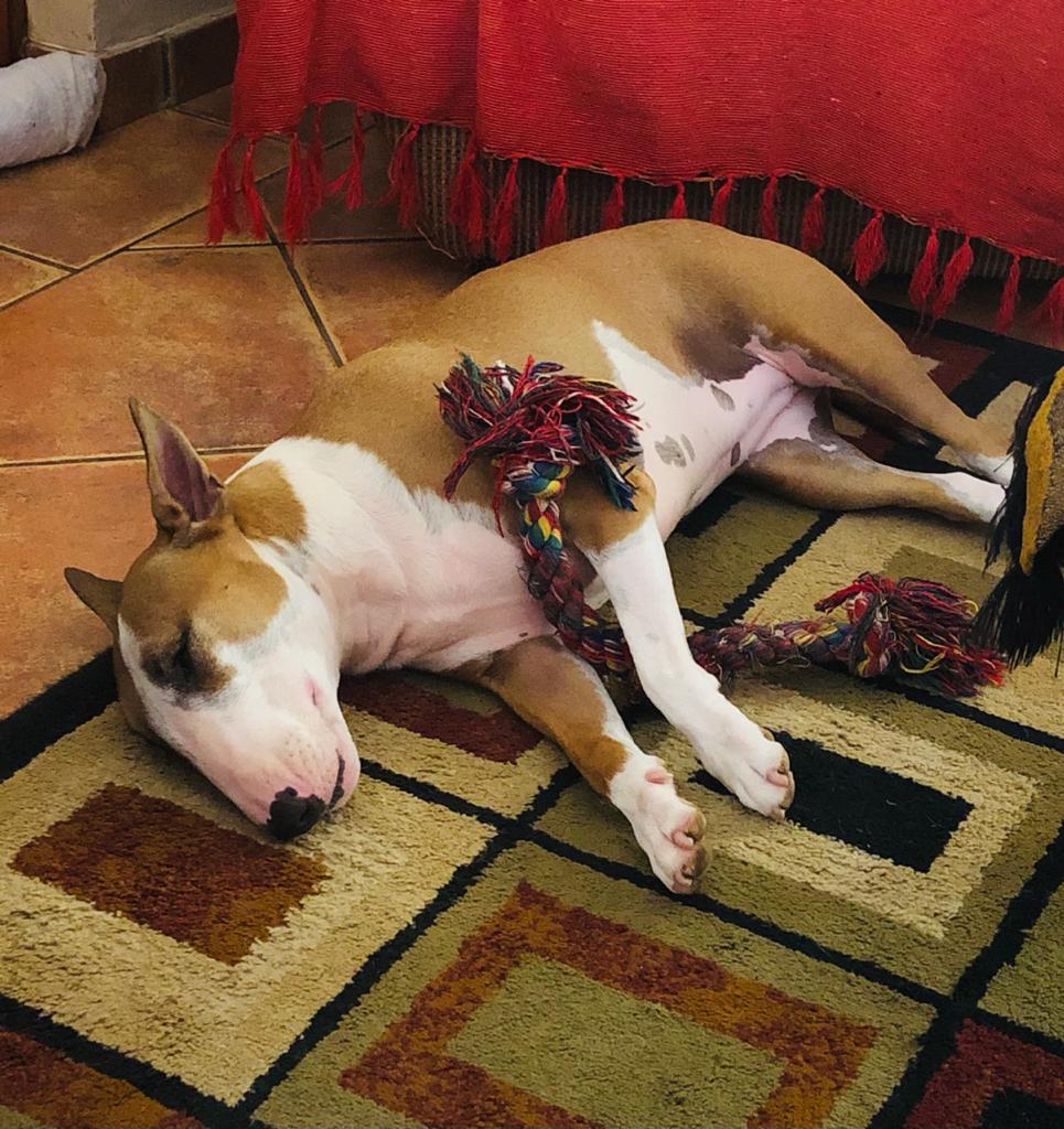 I've just moved from the bed to the living room. Its a real lazy Sunday ..#happy #bullies #bullterrier #beauty #dogs #dogsoftwitter #SundayThoughts