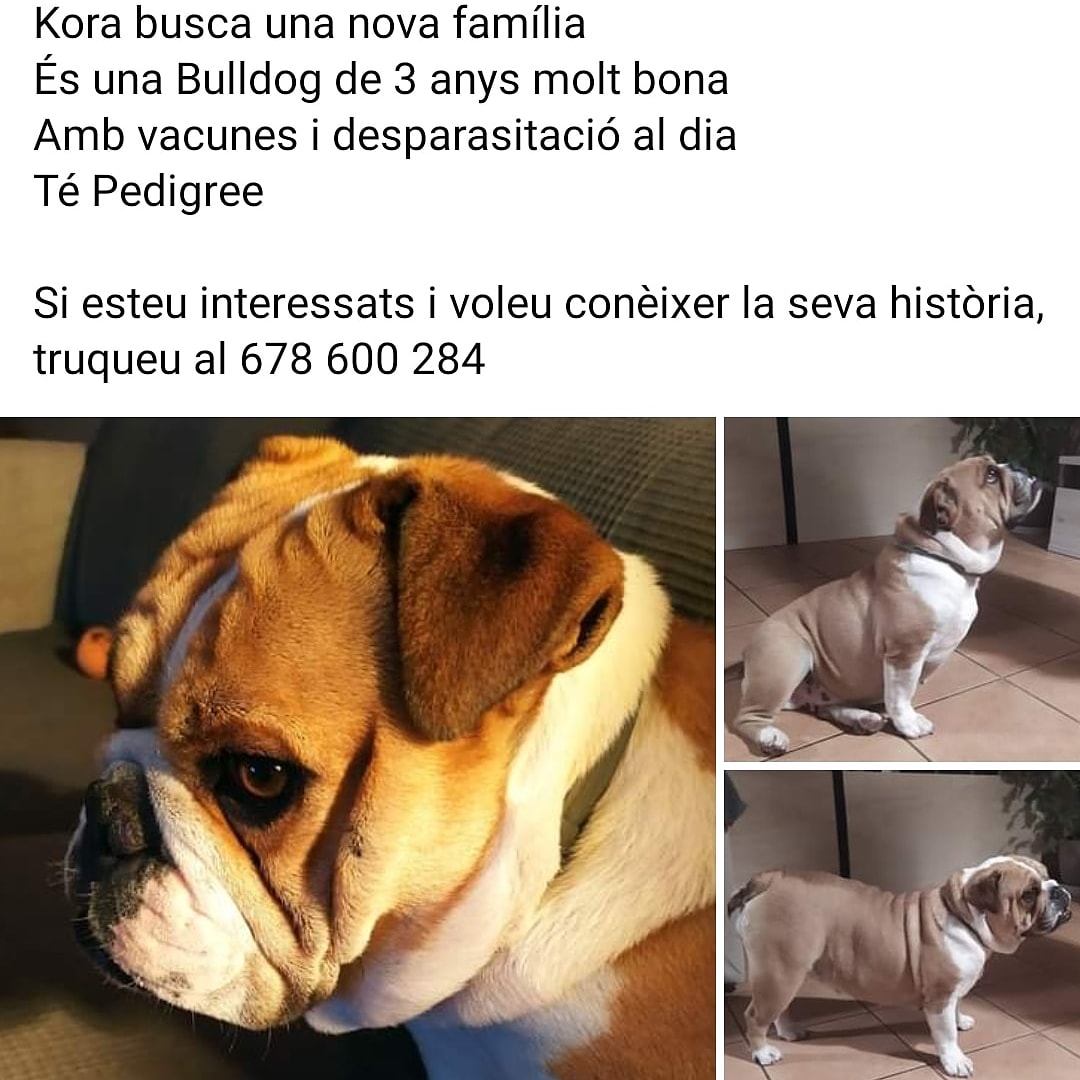 Xavier Campo tweet media