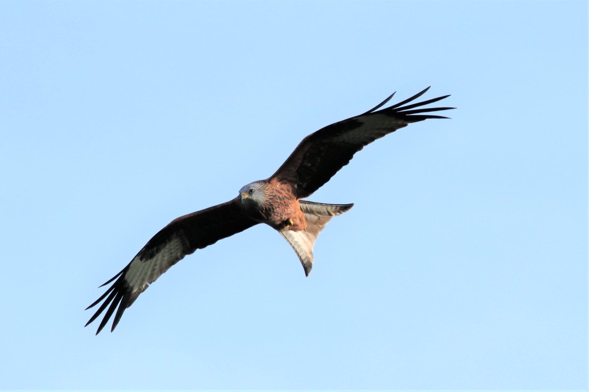 kbarnesuk's tweet photo. Red kite flying over our house. This one was quite vocal. Sigma 150-600. #sigma #canonphotography https://t.co/3jtp1yN0z6