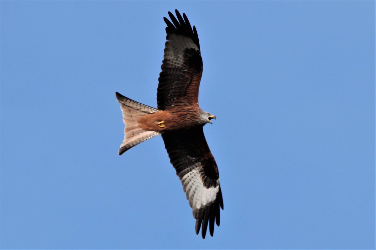 kbarnesuk's tweet photo. Red kite flying over our house. This one was quite vocal. Sigma 150-600. #sigma #canonphotography https://t.co/3jtp1yN0z6