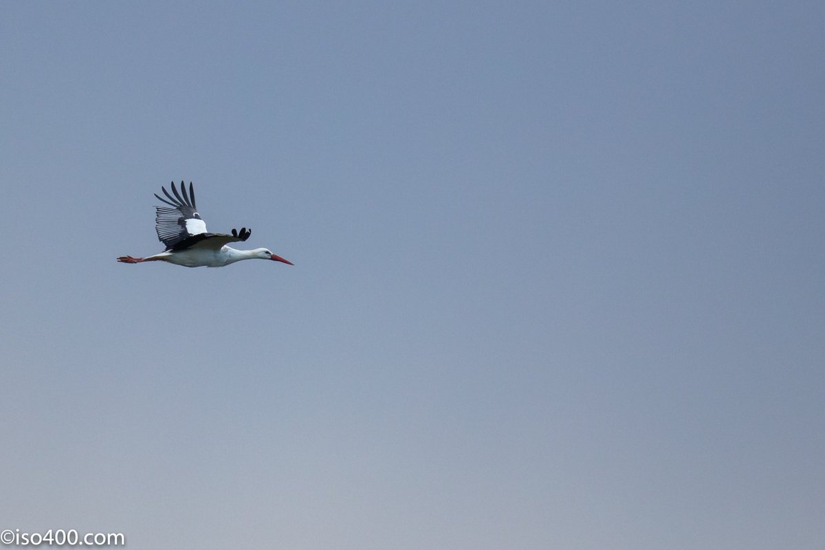 Lovely to be able to see six Storks at the same time on the Knepp estate this morning from one place on the path @ProjectStork @kneppcastle @KneppSafaris #whitestorkproject