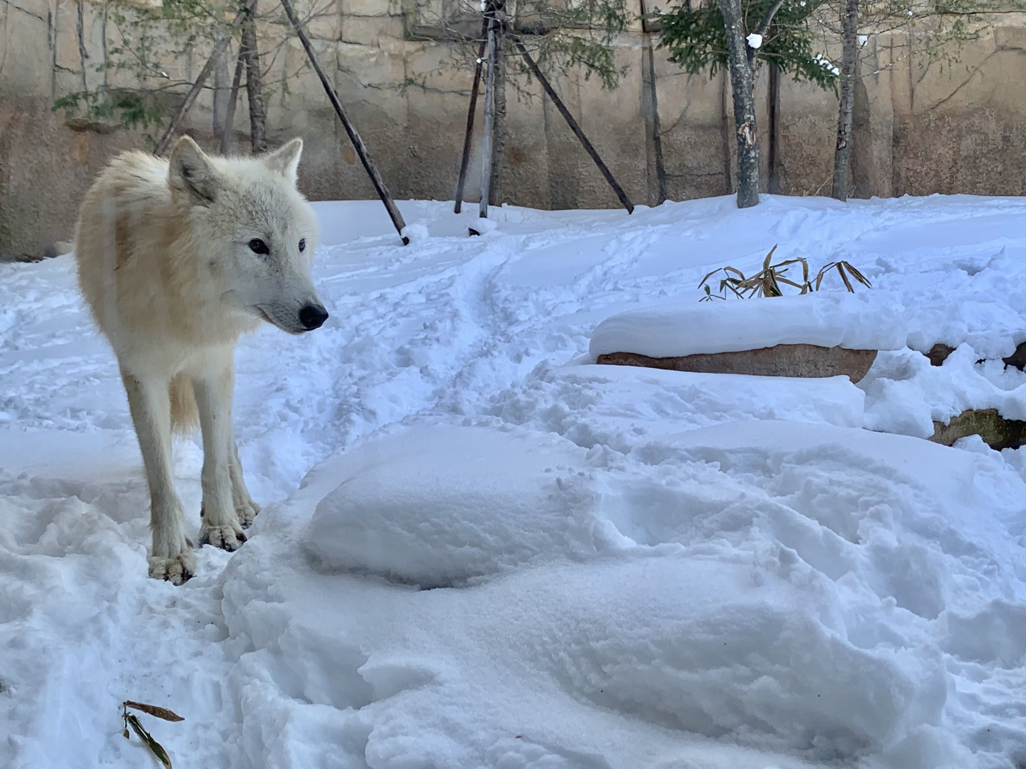 那須どうぶつ王国 雪に映える 白いオオカミ ホッキョクオオカミ 那須どうぶつ王国 雪に映える