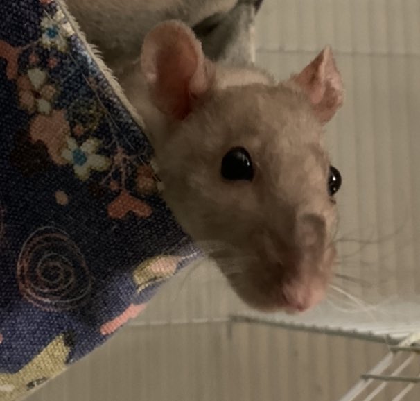 Hi guyz. We hab lots of December borfsdays! Today I am turn 1!! -Luna