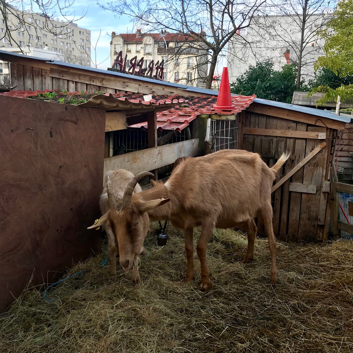 Matinée à la Bergerie des Malassis, à Bagnolet, « institution » écologique et sociale plébiscitée par les habitants du quartier des Malassis, mais menacée par un projet immobilier... 
Plus d’infos bientôt sur <a href="/EYParis/">Enlarge your Paris</a>  
#grandparis #anthropocene