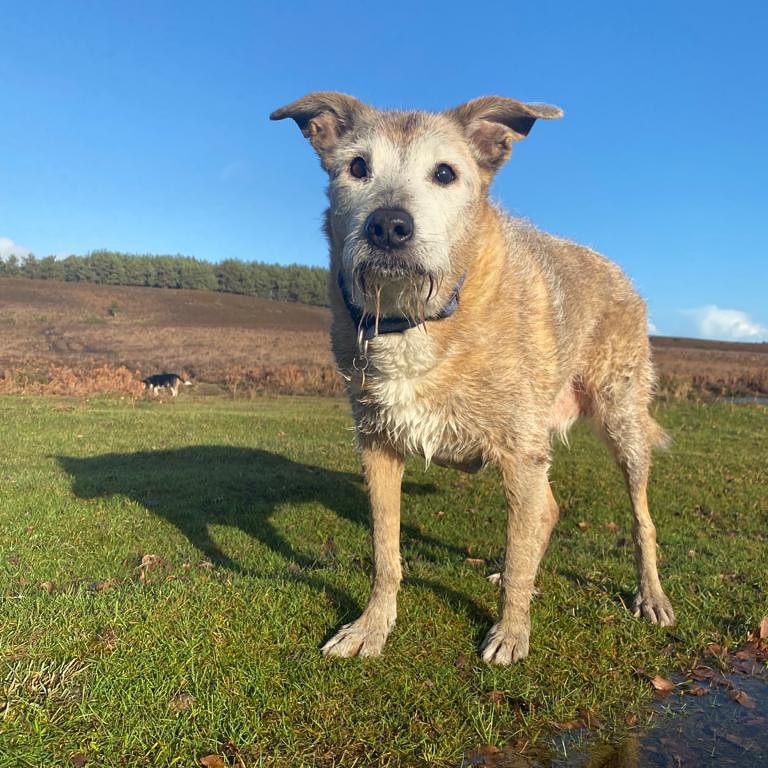 Just because we all need more dogs in our lives right now #newforest