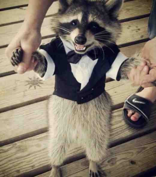 SxftyR's tweet photo. I want a pet raccoon https://t.co/Er5Gj8iUAQ