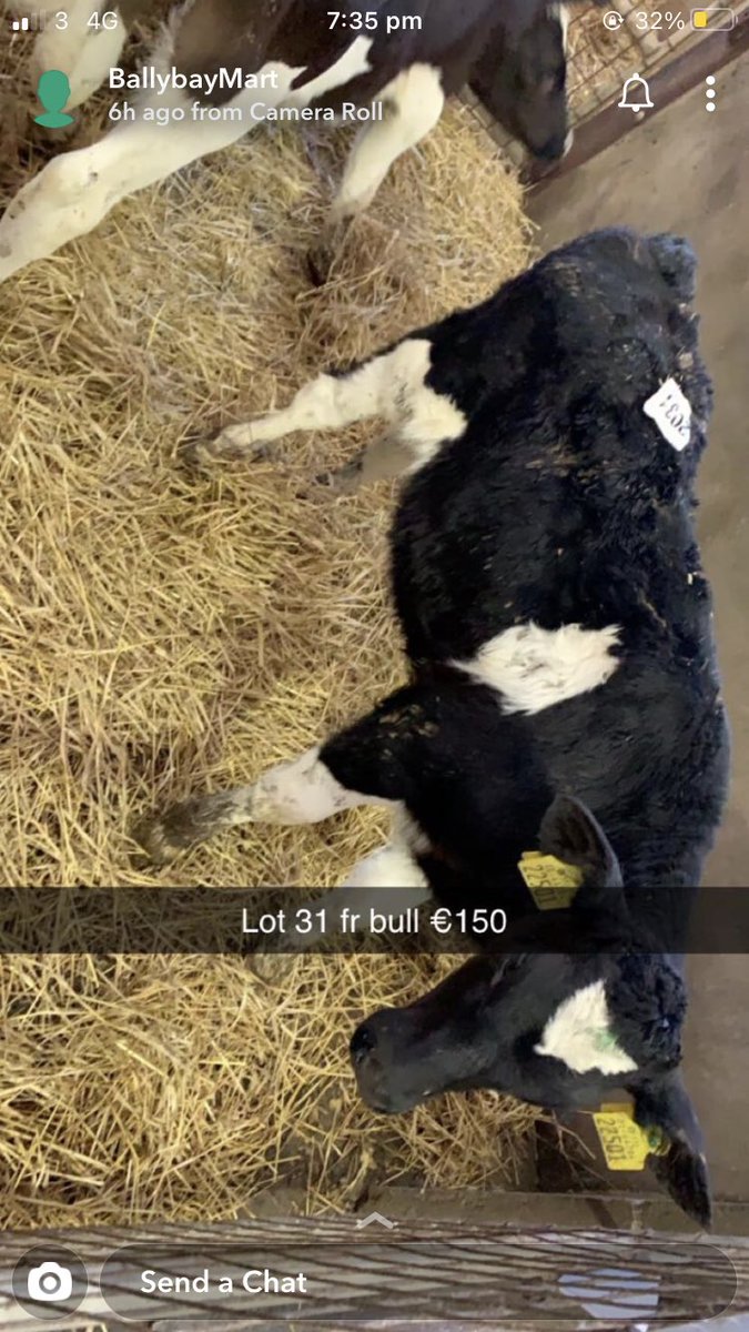 EdwardTreanor's tweet photo. Sold the bull calves yesterday in @BallybayMart https://t.co/9ijB1kxXF7