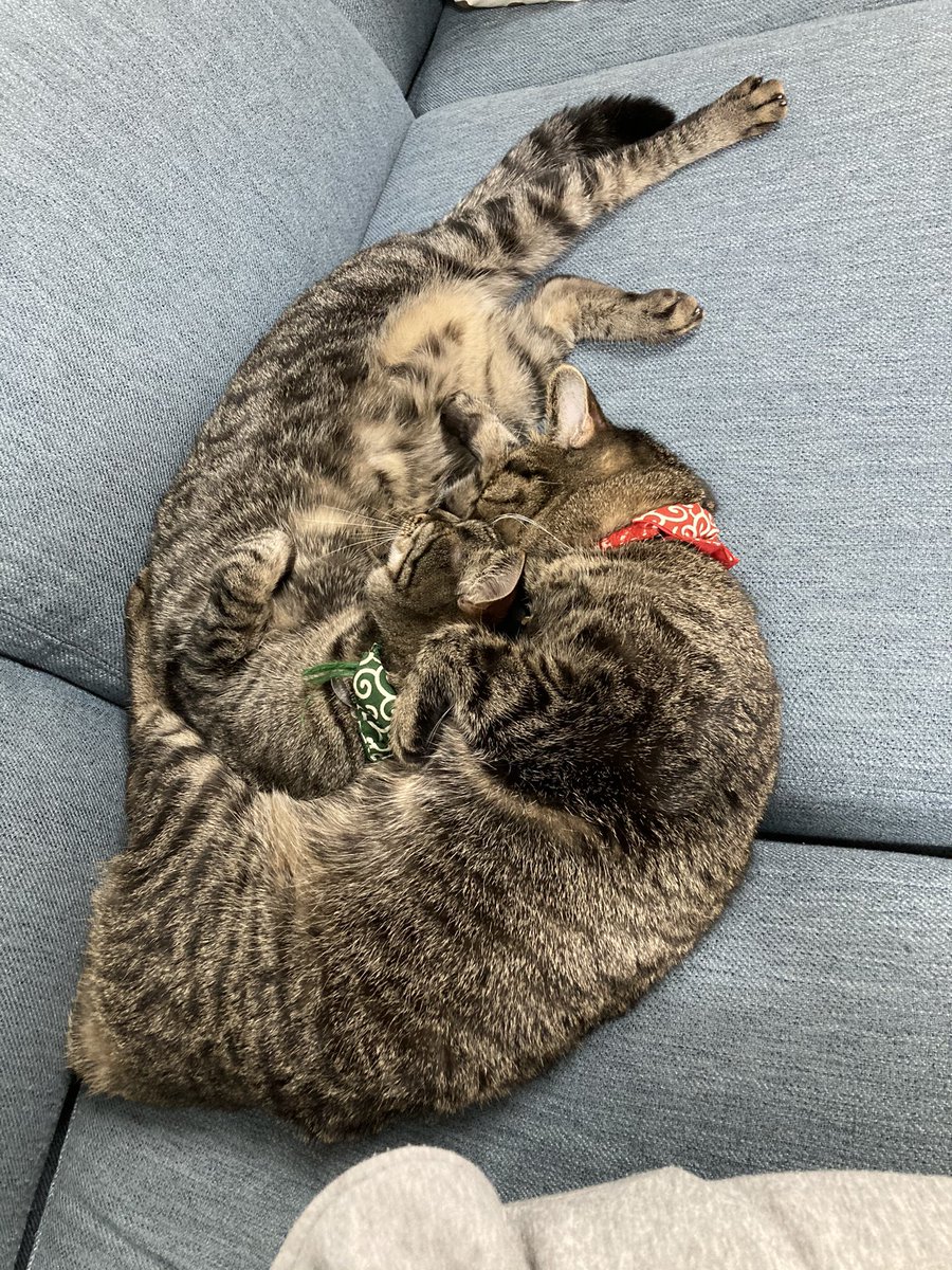 flutecello2cats's tweet photo. なんだかんだ仲良し
#フルート #チェロ https://t.co/rGeZMA250H