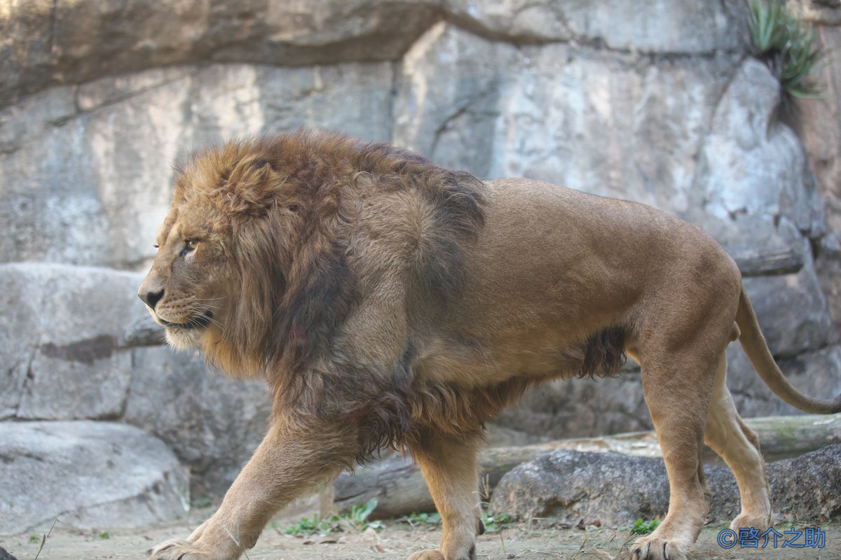 しげぞうライオン 3740 おすライオン：おもちゃ：百町森