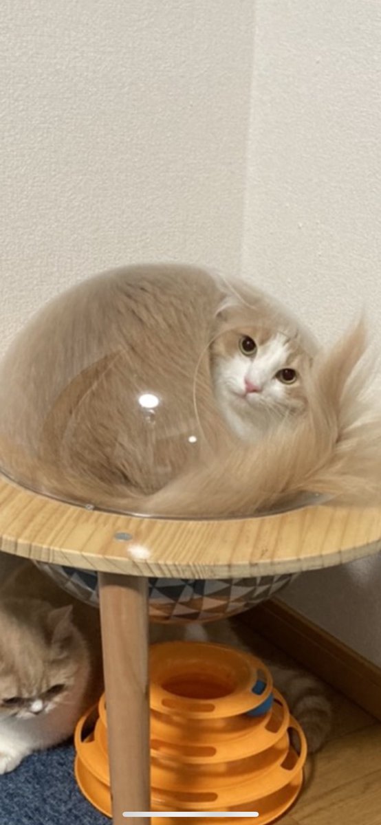 Bellu (@getbellu) on Twitter photo 